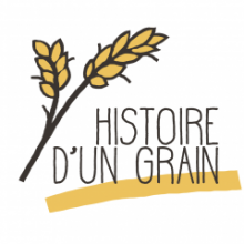 Histoire d’un grain